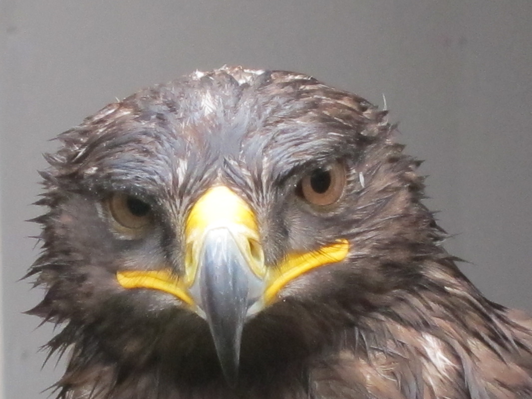 Loch Lomond Bird of Prey Centre - Loch Lomond